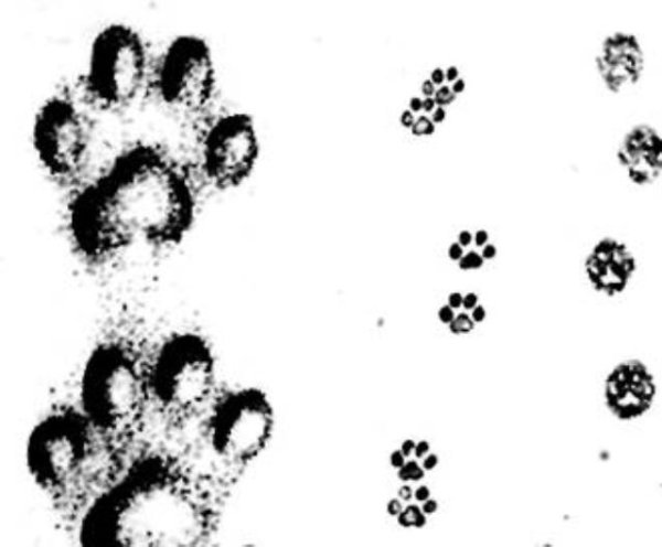 Следы животных Рысь