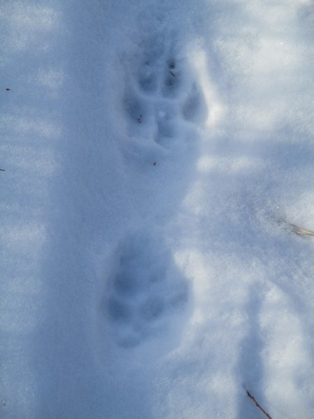 Следы рыси зимой