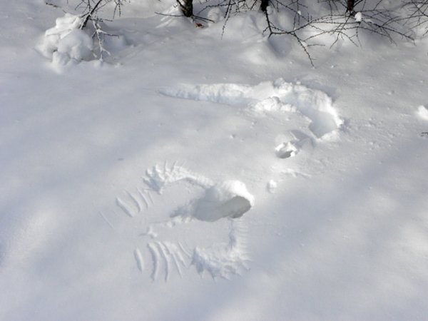 Следы рыси на снегу