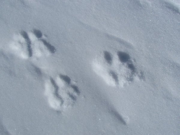 След рыси на земле