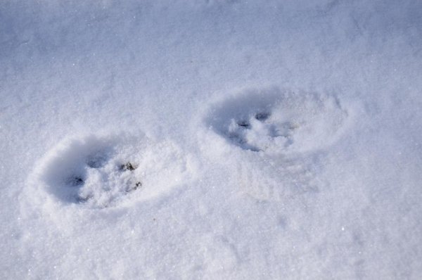 Следы рыси зимой