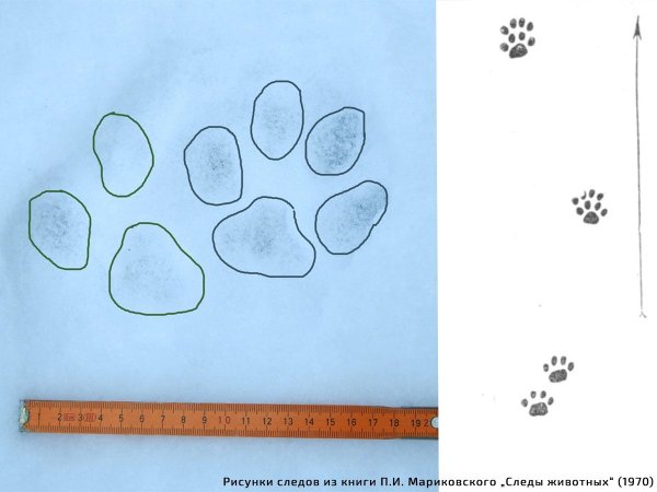 Следы рыси на снегу