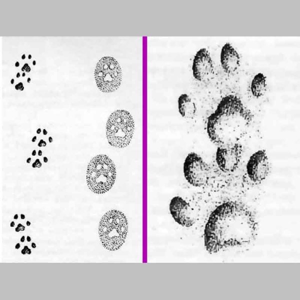 Следы волка для детей