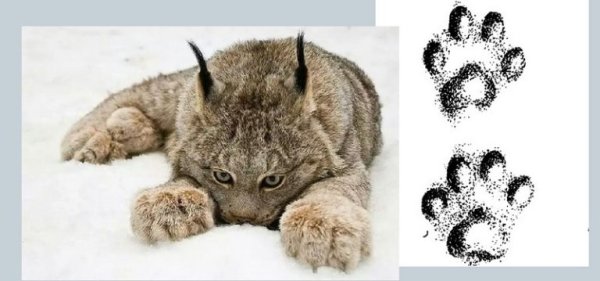 Следы рыси на снегу