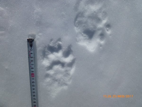 Следы рыси на снегу