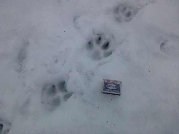 Следы рыси зимой