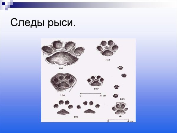 След рыси на земле