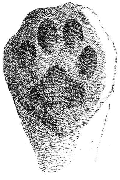 Следы волка Формозов