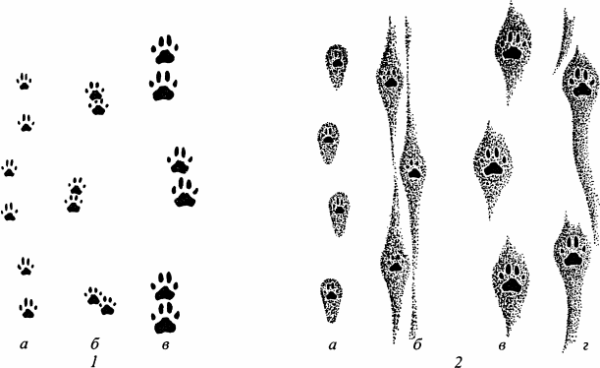След ирбиса