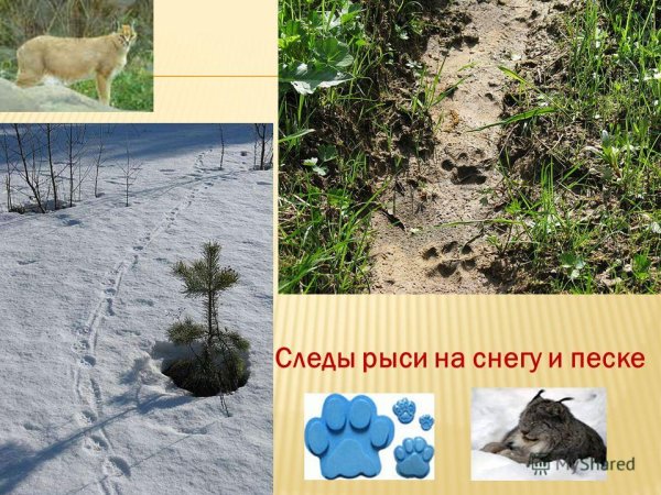 Следы рыси на песке