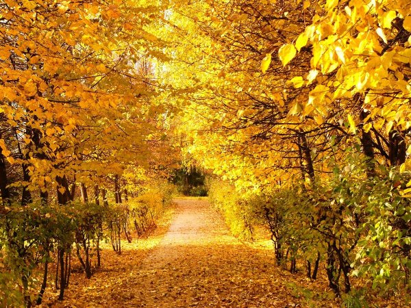 Солнечный осенний денек