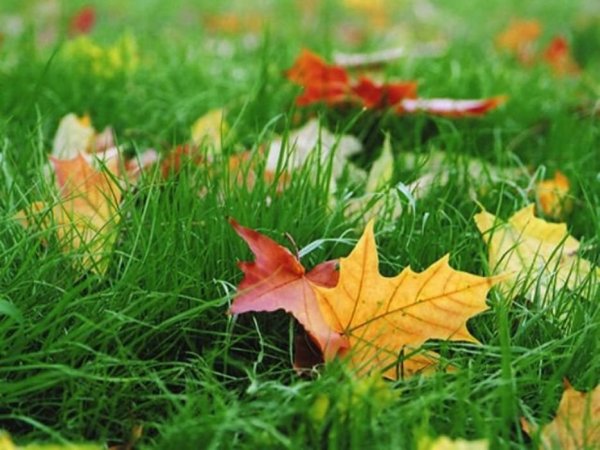 Тёплая осень