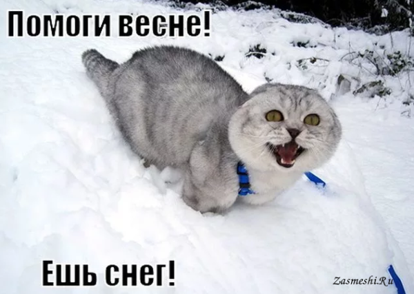 Помоги весне ешь снег