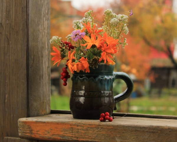 Цветы на подоконнике осенью