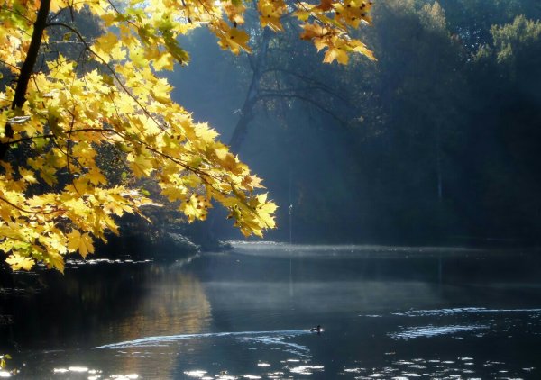 Осеннее утро картинки