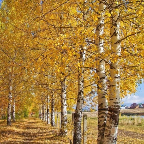 Береза осень