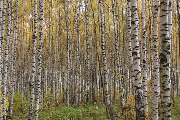 Ранняя осень Берёзовая роща