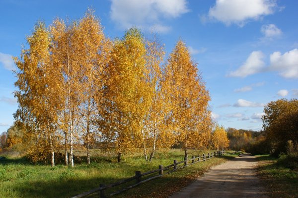Золотая осень березы