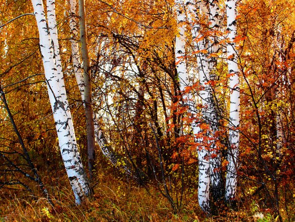 Осенняя береза