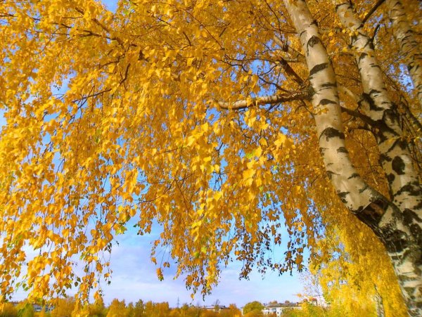 Красивые березы осенью