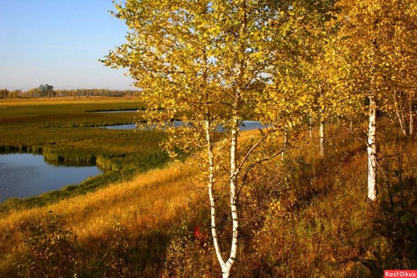 Береза в сентябре