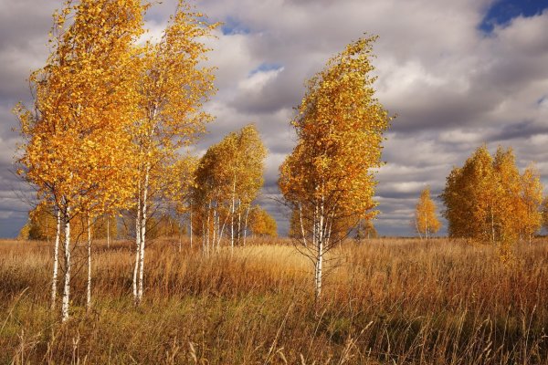 Осенняя береза
