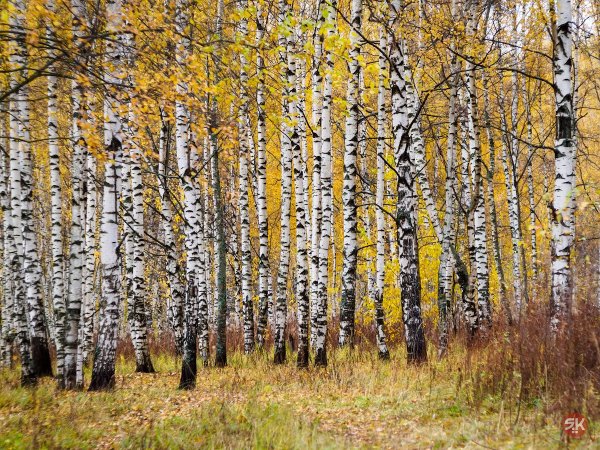 Березы России