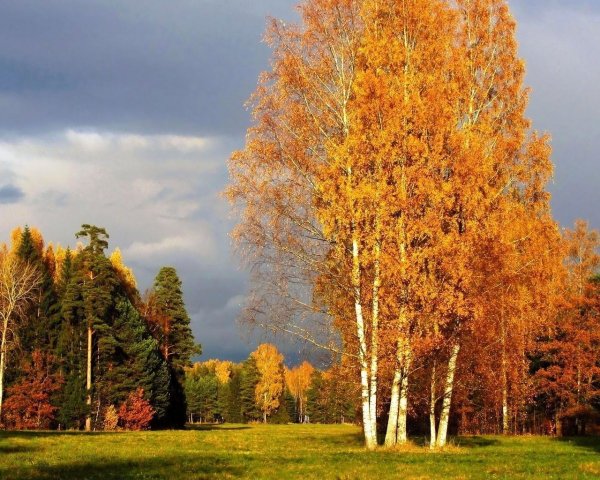 Осенний лес