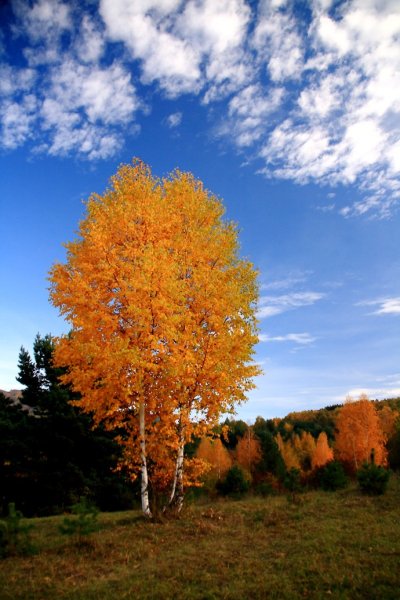 Береза осенью