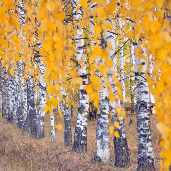 Осенняя Березка