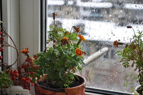 А за окном то дождь то снег