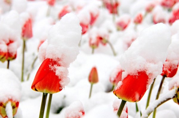 Тюльпаны в снегу
