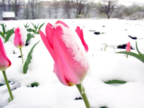 Тюльпаны из под снега