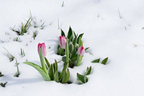 Тюльпаны в снегу