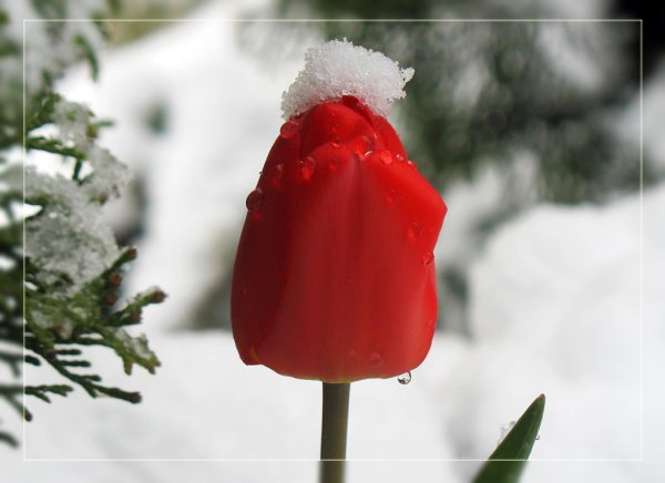 Цветы среди зимы