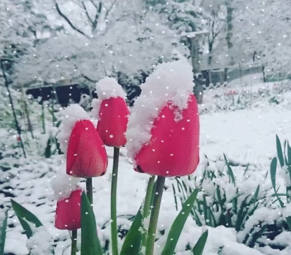 Тюльпаны в снегу