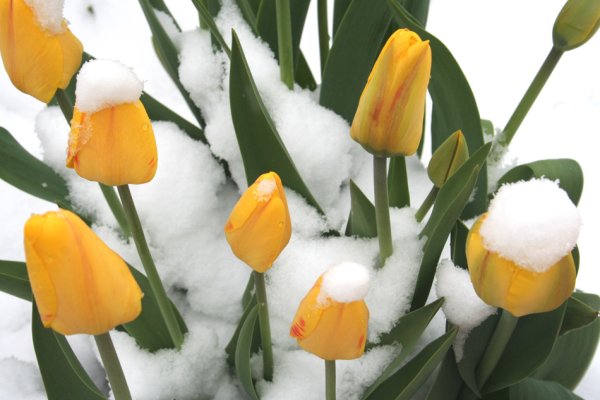 Желтыетельпаны на снегу