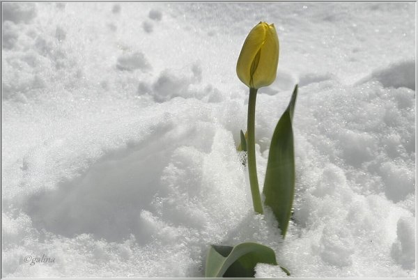 Тюльпаны из под снега