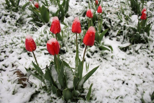 Сугробы и тюльпаны