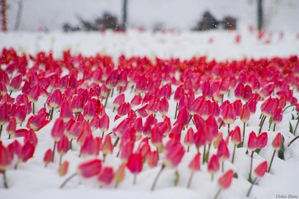 Тюльпаны под снегом