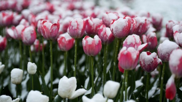 Морозные тюльпаны