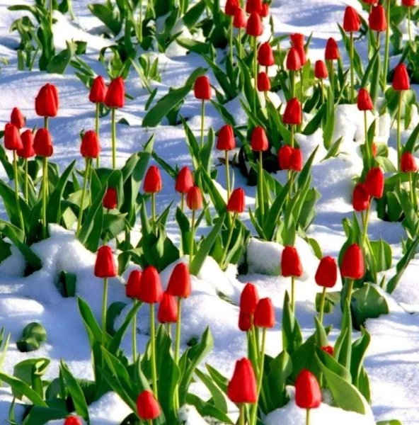 Тюльпаны в снегу