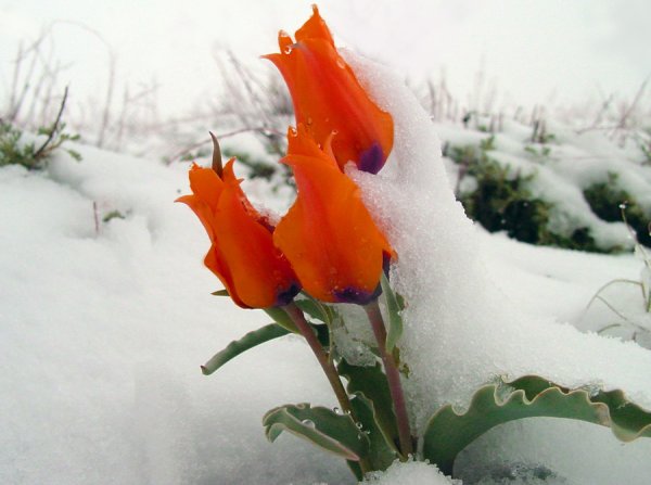 Оранжевые тюльпаны и снег