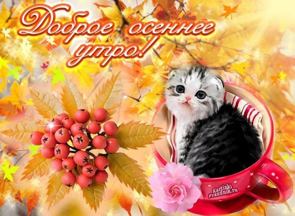 Открытки с добрым утром осенние прикольные