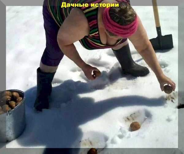 Посадка картофеля в снег
