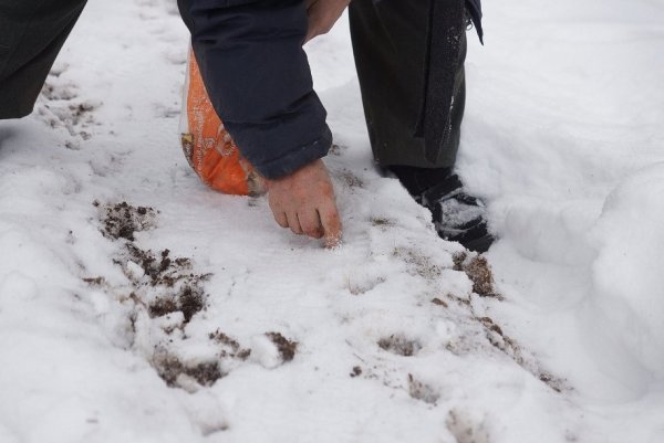 Посев семян на снег