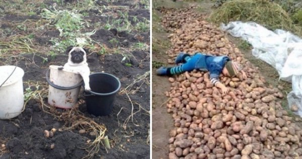 Копаем картошку приколы