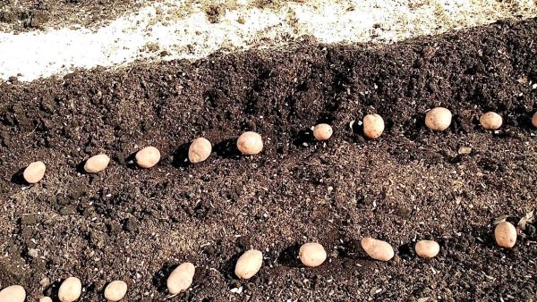 Гладкая посадка картофеля