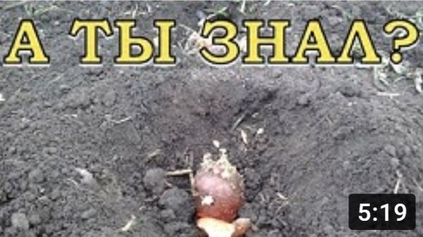 Пора садить картошку
