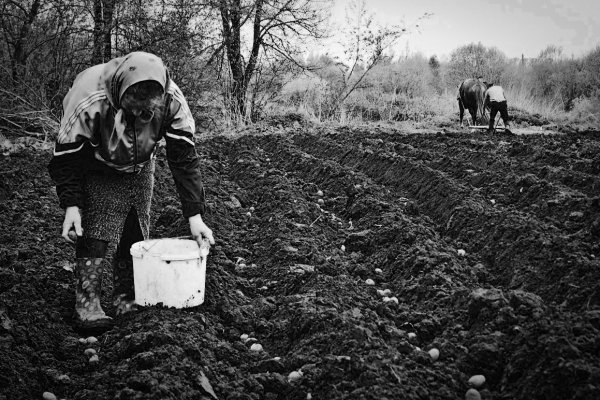 Посадка картофеля в деревне